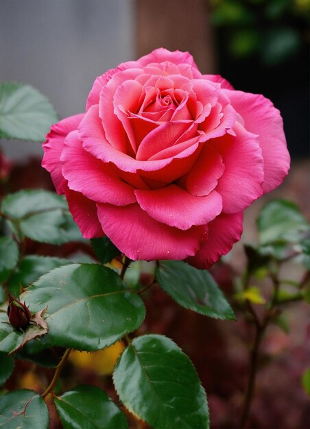 una rosa rosada con una hoja verde