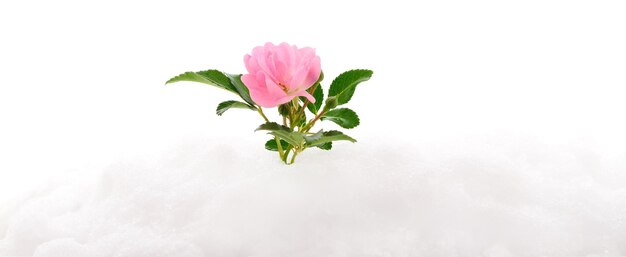 Foto una rosa rosada en la nieve