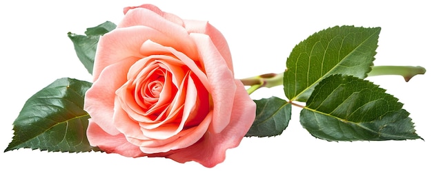 una rosa rosada con un tallo verde