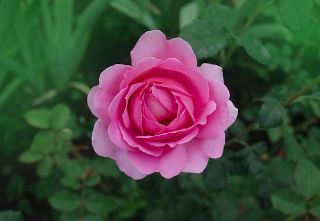 Rosa rosal en jardín inglés Rose Princess Alexandra de Kent