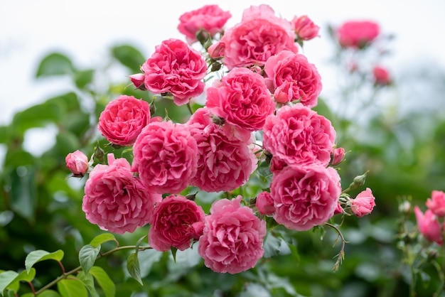 Rosa rosal trepadora en el jardín