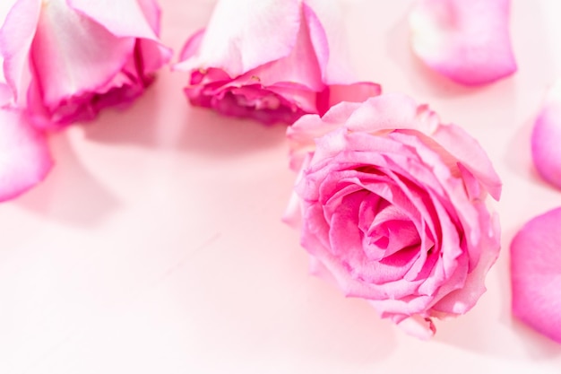 Rosa Rosas