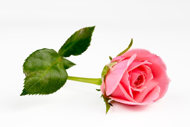 Rosa Rose auf dem weißen Hintergrund. Konzeptfoto.