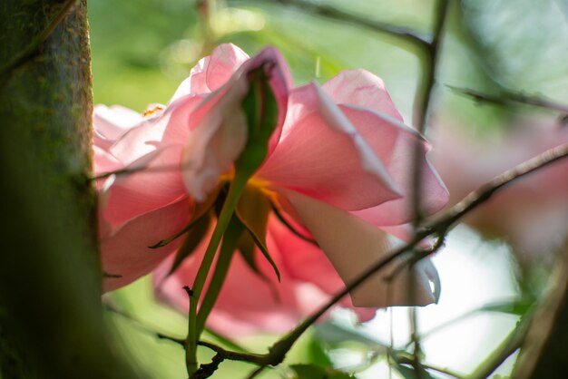 Rosa Rose auf einem Busch, natürliche Nahaufnahme