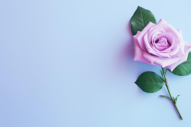 Rosa Rose auf lavendelfarbenem Hintergrund, Draufsicht