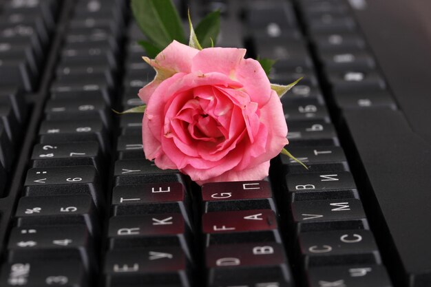 Rosa Rose auf Tastatur-Nahaufnahme-Internet-Kommunikation