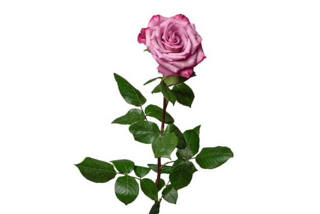 Rosa Rose auf weißem Hintergrund.