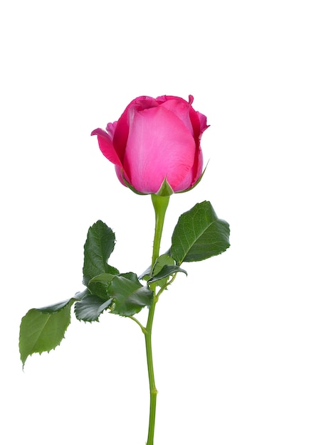 Rosa Rose auf weißem Hintergrund