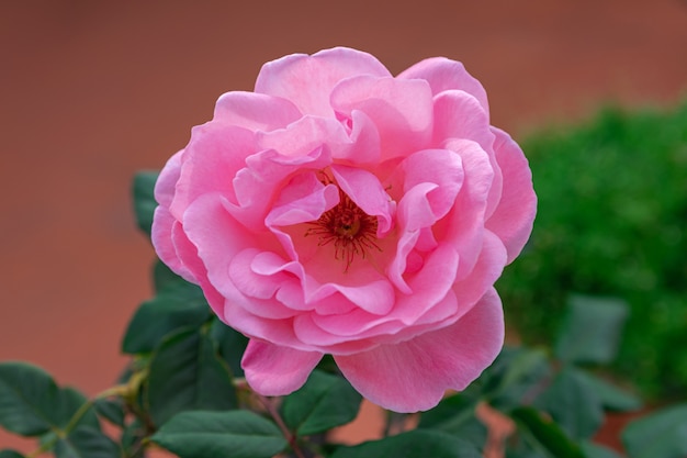 rosa Rose blüht