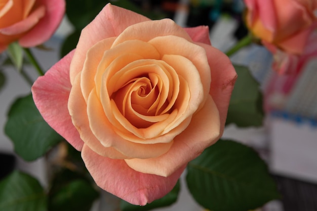 Foto rosa rose blume isoliert auf weißem hintergrund soft-fokus und beschneidungspfad