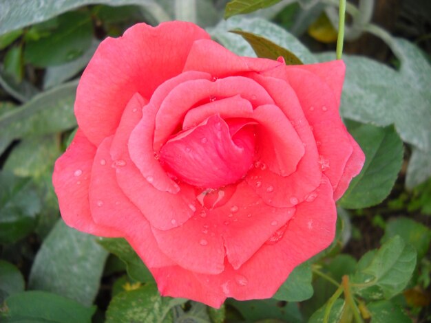 Rosa Rose im Garten Gut geöffnete Blütenblätter Farbe mit einer warmen Nuance Nahaufnahme von oben