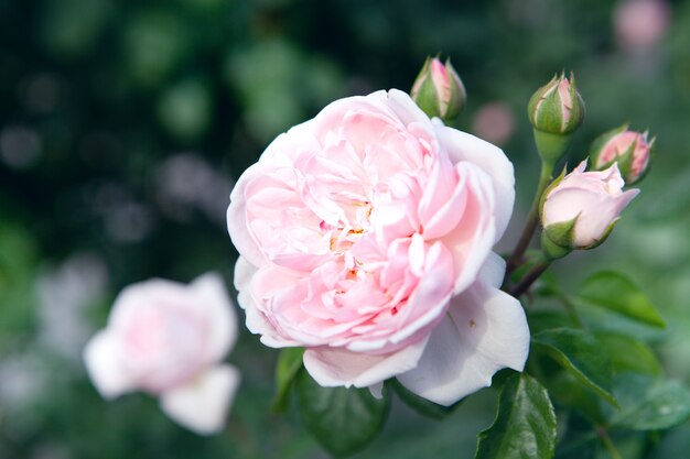 Rosa Rose im Park