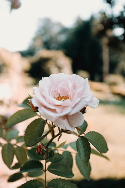 Rosa Rose in der Gartennahaufnahme