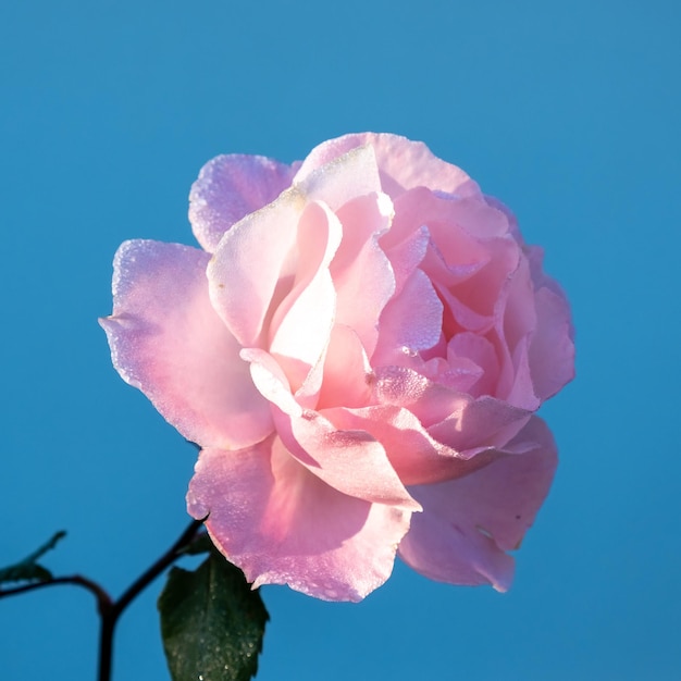 Rosa Rose in Tautropfen vor blauem Himmel
