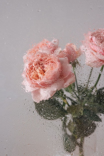 Rosa Rose in Vase auf Holztisch auf grauem Wandhintergrund in der Nähe des Glasfensters mit Regenseitenansicht. Foto in hoher Qualität