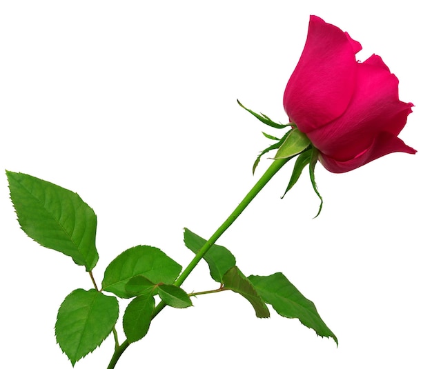 Rosa Rose isoliert auf weißem Hintergrund