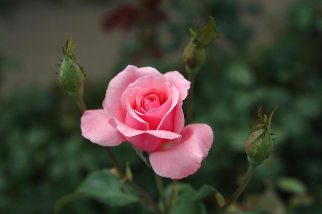 Rosa Rose mit drei Knospen.