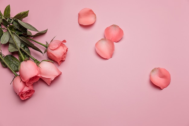 Rosa Rose mit grünem Blatt auf rosa Hintergrund. Valentinstag