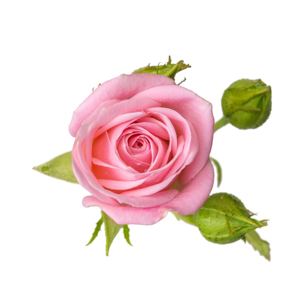 Rosa Rose mit Knospen isoliert auf weißem Hintergrund