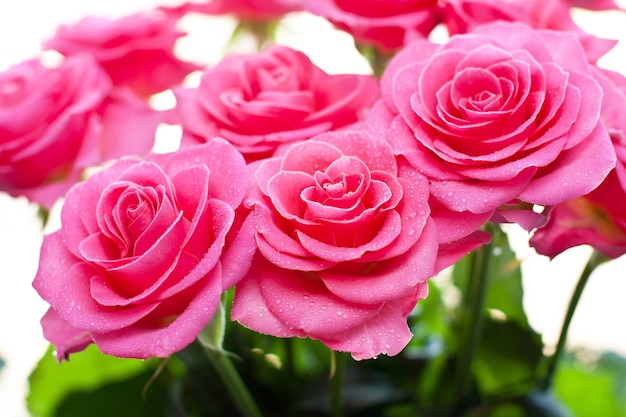 Rosa Rose mit Wassertropfen auf einem weißen Hintergrund