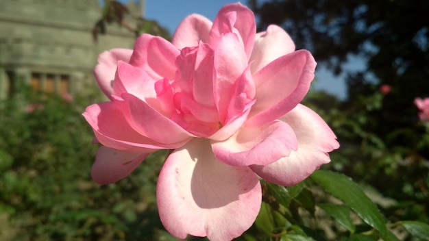 Rosa Rose, schöne Blume