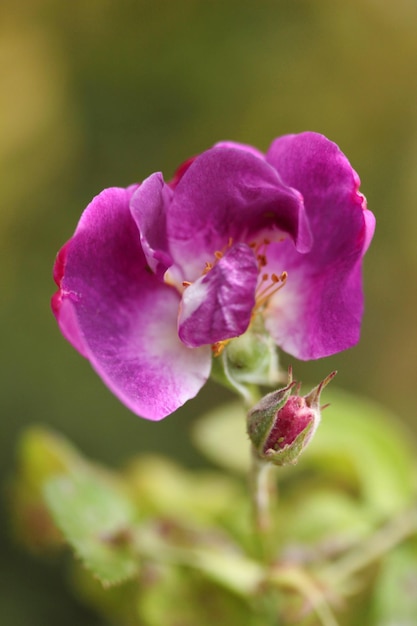 Rosa RoseFlower-Hintergrund