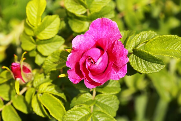 Rosa roseira brava no jardim