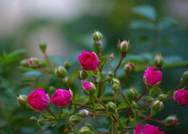 Rosa Rosen auf dem Rosengarten des Buschmakros