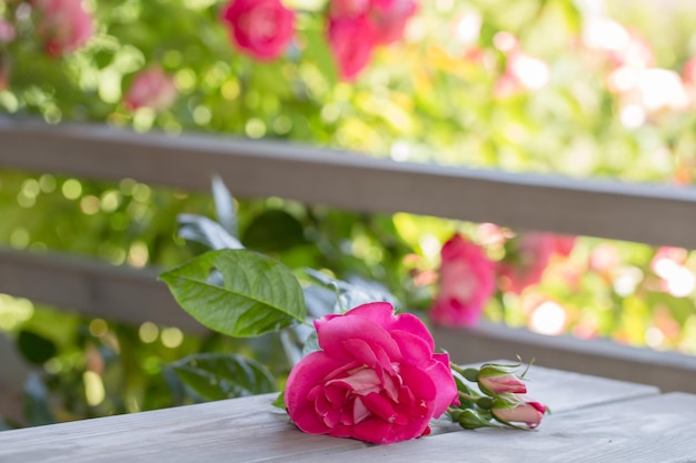 Rosa Rosen auf einem alten weißen Holztisch Neben der Holzterrasse blüht ein großer Busch aus rosa Rosen