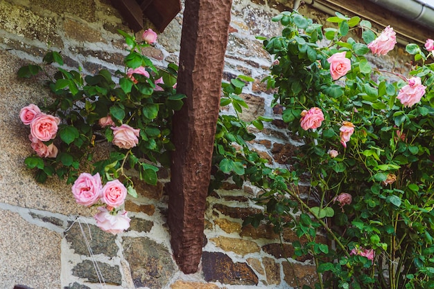 Rosa Rosen auf einem Busch im Sommer