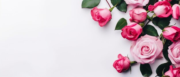 Rosa Rosen auf einem weißen Hintergrund