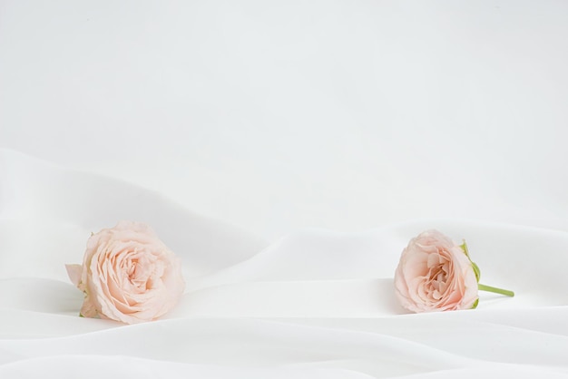 Rosa Rosen auf einem weißen Hintergrund