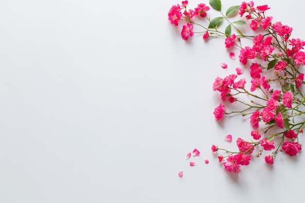 Rosa Rosen auf weißem Papierhintergrund