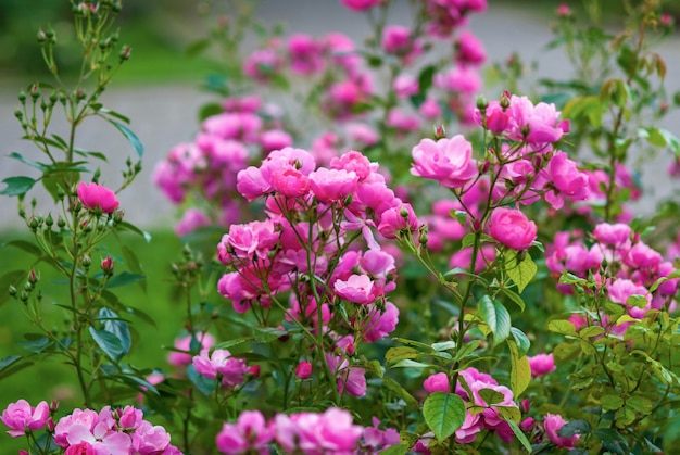 Rosa Rosen blühen im Garten moderne Strauchrose von Kordes