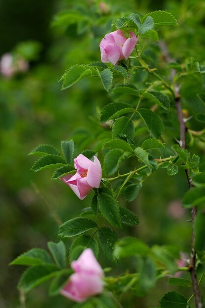 Foto rosa rosen blühen im garten