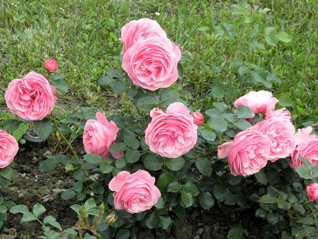 Foto rosa rosen, die auf dem feld wachsen