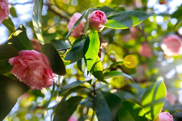 Rosa Rosen, die im Frühling im Garten blühen