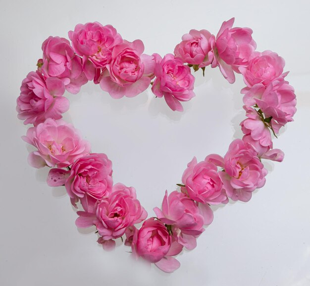 Rosa Rosen Herzform auf weißem Hintergrund Die Rose ist ein Blumensymbol, das die Liebesromanz am Valentinstag darstellt