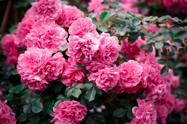 Rosa Rosen. Hintergrund der blühenden Rosen. Garten der Rosen. Natur.