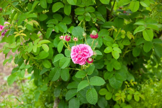 Foto rosa rosen im busch