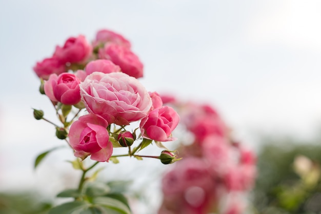 Rosa Rosen im Garten blühen