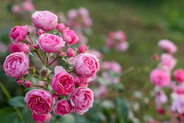 Rosa Rosen im Garten blühen