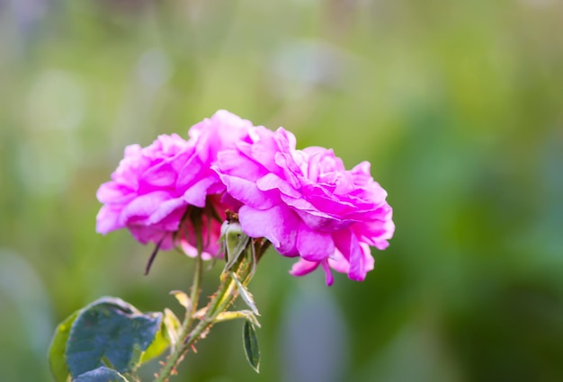 Rosa Rosen im Garten Dekorative Gartenpflanzen, die im Freien blühen