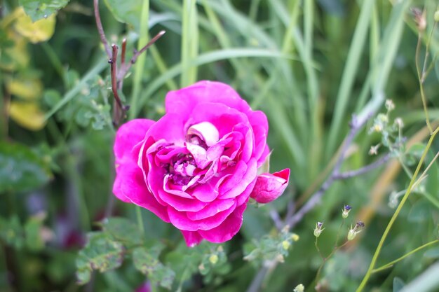 Rosa Rosen im Garten Dekorative Gartenpflanzen, die im Freien blühen