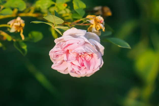 Rosa Rosen im Garten Zierpflanzen