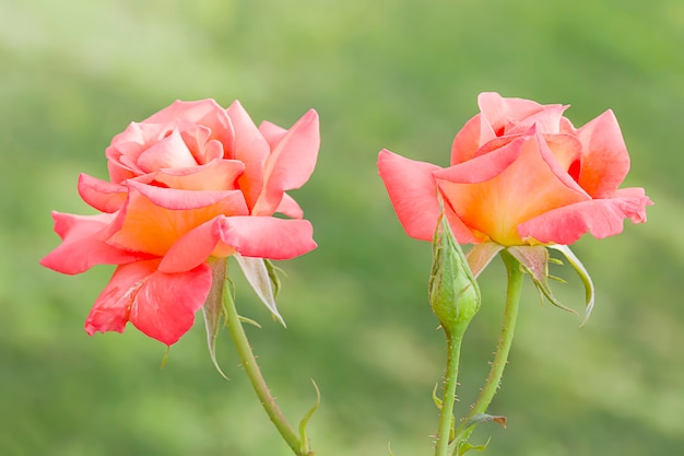 Rosa Rosen im Garten