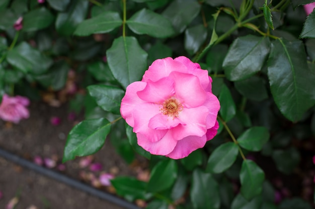 Rosa Rosen im Garten