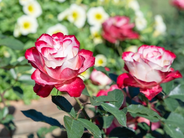 Rosa Rosen mit grünen Blättern im Naturgarten