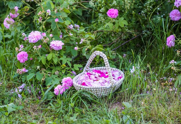 Rosa Rosenblätter in einem Korb auf grünem GrasNaturkosmetik oder Kräutertee-Zutaten