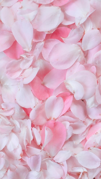 Rosa Rosenblätter perfekt für Hintergrund-Grußkarten und Einladungen